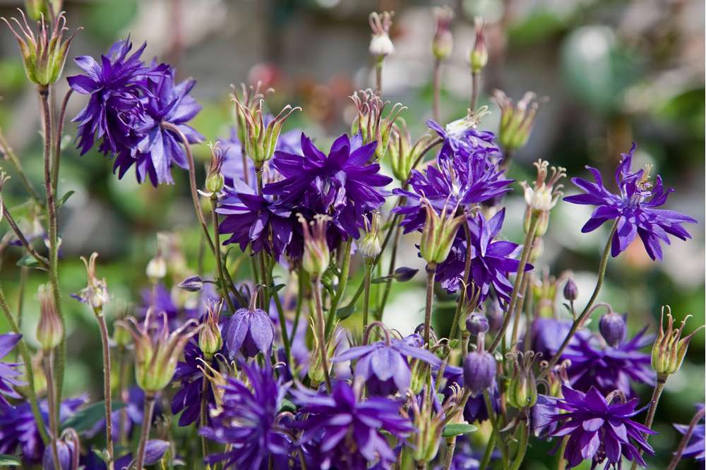 Akleja 'Blue Barlow'